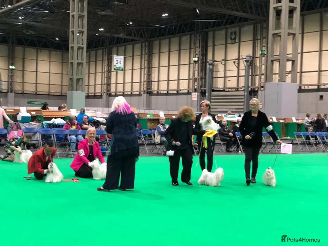 Maltese dogs for sale: Stunning Maltese puppies, K.C. registered - Advert 3