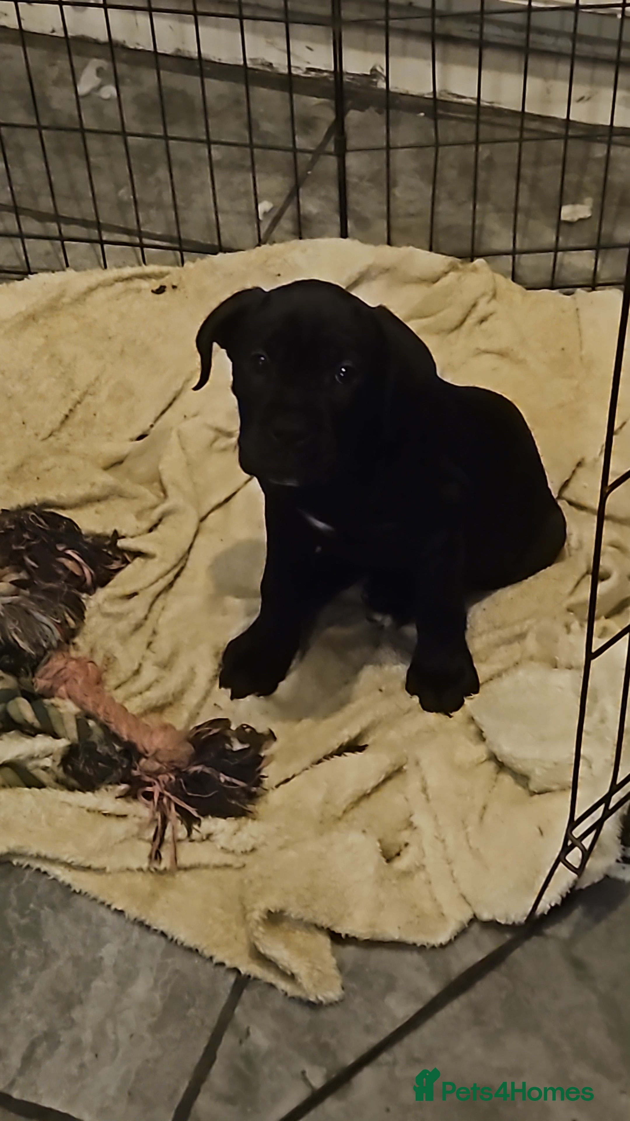 Cane Corso dogs Cane Corso Pups - Advert 12