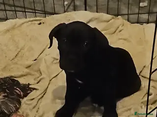 Cane Corso dogs Cane Corso Pups - Advert 12