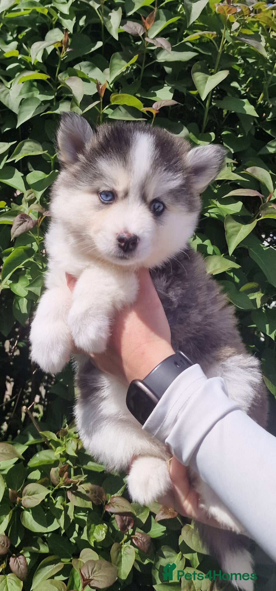 Pomsky dogs 3 ADORABLE POMSKY PUPS 👀🏡📥 - Advert 4