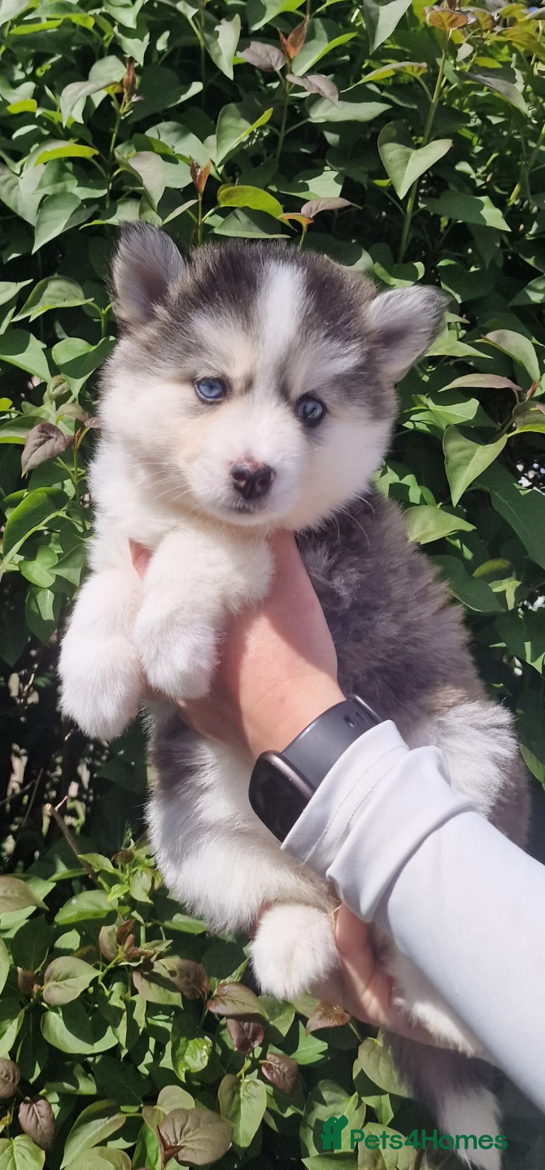Pomsky dogs for sale: Last remaining pomsky puppy (male) 👀🏡📥 - Advert 1