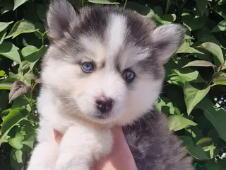 Pomsky dogs 3 ADORABLE POMSKY PUPS 👀🏡📥 - Advert 11