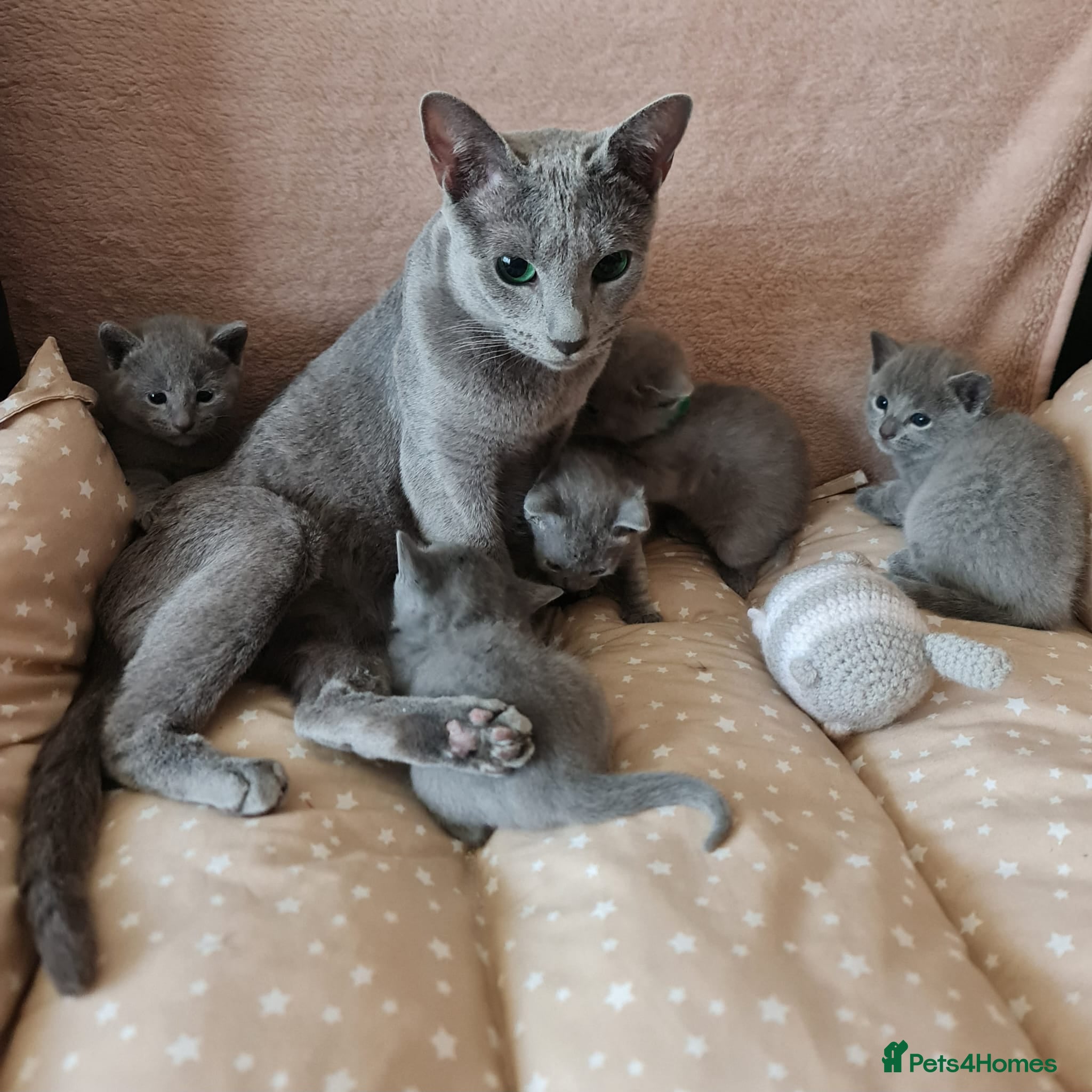 Russian Blue cats Beautiful Russian Blue Kittens  - Advert 4