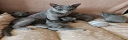 Russian Blue cats for sale: Beautiful Russian Blue Kittens  - Advert 4