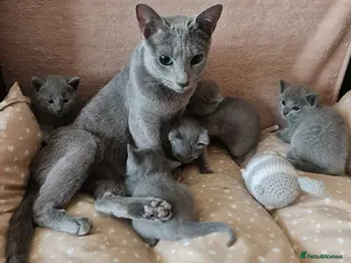 Russian Blue cats Beautiful Russian Blue Kittens - Advert 4