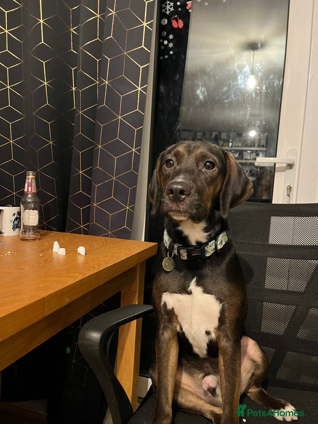 Mixed Breed dogs for sale: Spaniel cross Dacshund boy almost 2yrs - Advert 7