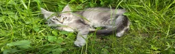 Maine Coon cats for sale: Adorable Maine Coon Kittens - Advert 31