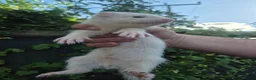 Ferret rodents for sale: 💚 Adorable well handled baby ferrets available 💚 - Advert 16