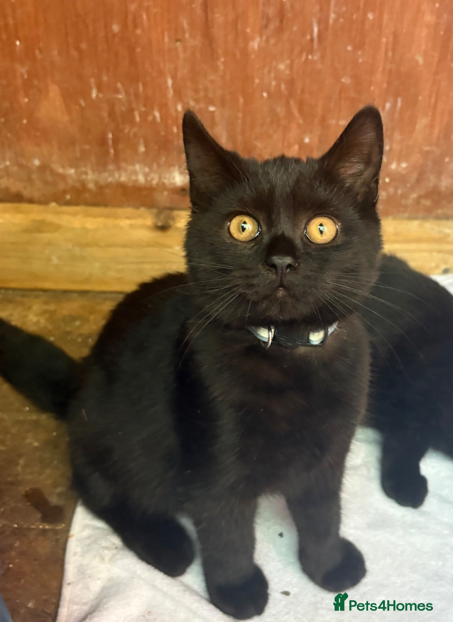 Mixed Breed cats British Shorthair female and young kittens❤️🐾 - Advert 9