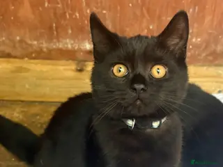Mixed Breed cats British Shorthair female and young kittens❤️🐾 - Advert 9