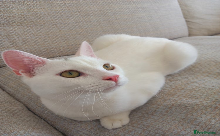 Mixed Breed cats - Advert 12