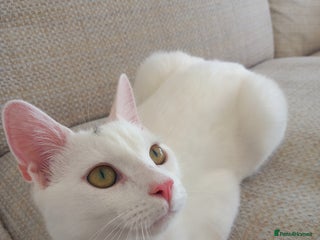 Mixed Breed cats - Advert 30