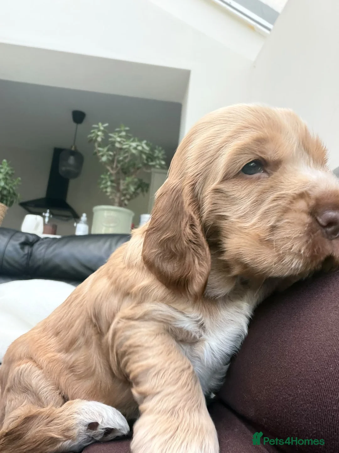 Cocker Spaniel dogs for sale: Show cocker spaniel puppies sired by Rizi Bizi - Advert 2