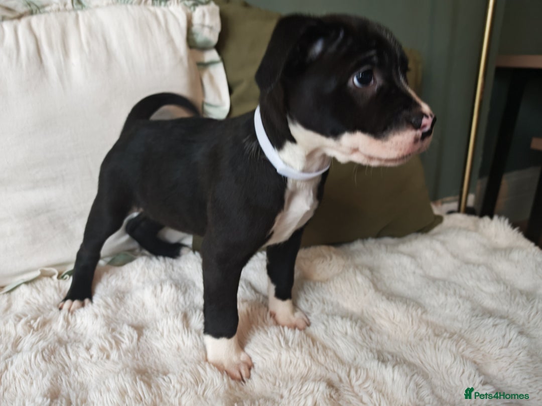 Mixed Breed dogs for sale: Olde English Bulldogge/Staffy Collie - Advert 33