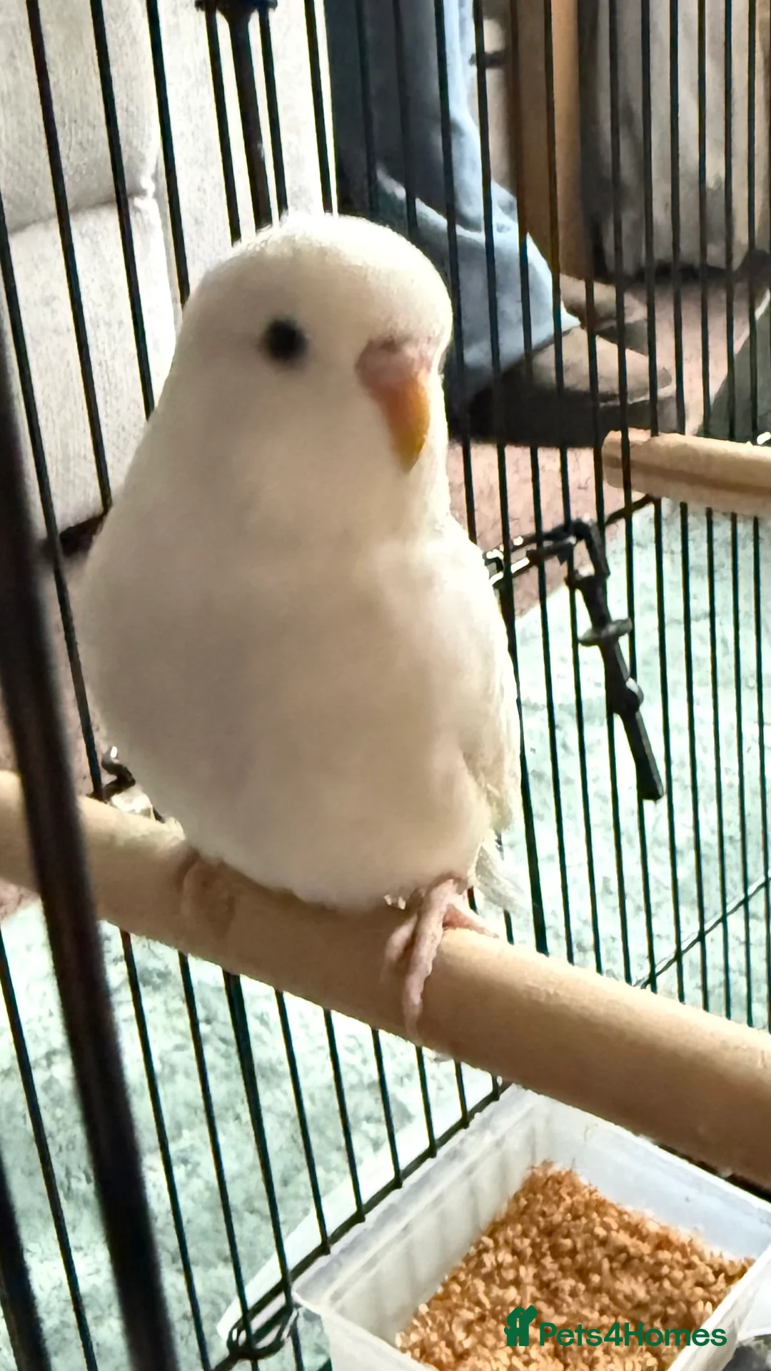 Budgerigars birds for sale: budgies - Advert 4