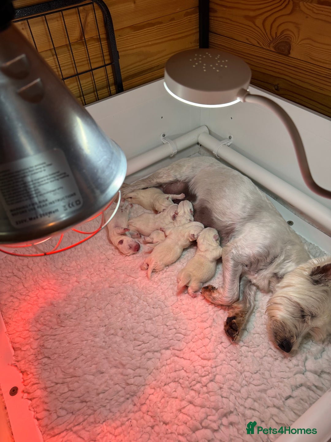 West Highland Terrier dogs for sale: Mr P Bradford  - Image 4