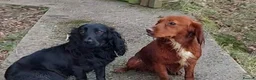 Cocker Spaniel dogs for sale: Beautiful Boy - Advert 3