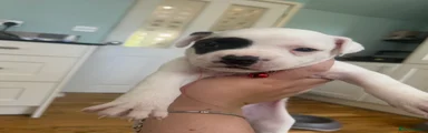 American Bulldog 2