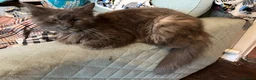 Mixed Breed cats for sale: 2 ginger boys in Glasgow - Advert 2