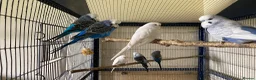 Budgerigars birds for sale: 8 budgies searching for their new homes  - Advert 21