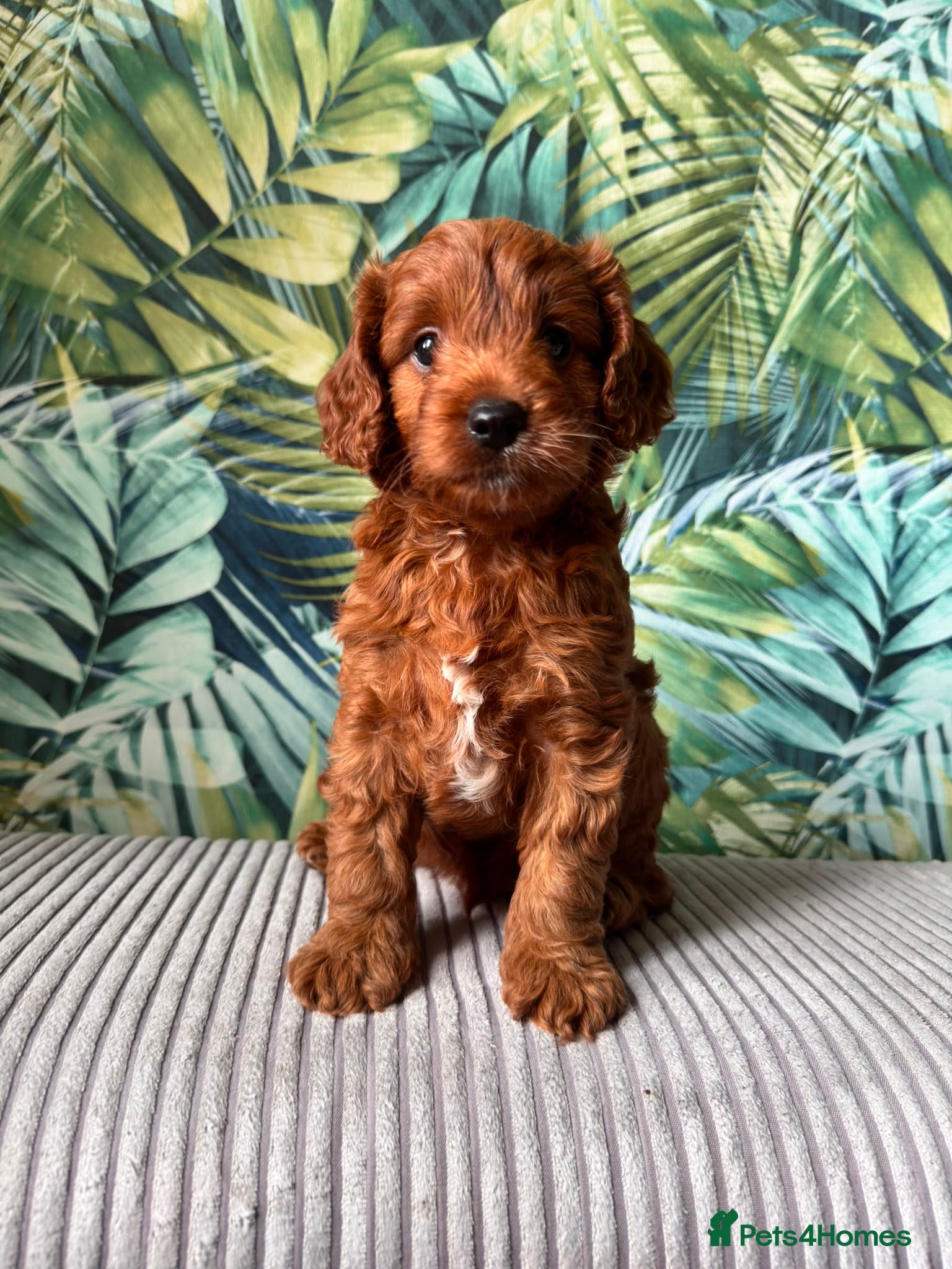 Cavapoo dogs Little teddy bear deep in red  - Advert 11