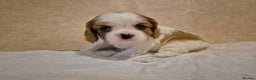 Cavalier King Charles Spaniel dogs for sale: ✨ Gorgeous Puppy Ready for a Loving Home ✨ - Advert 2