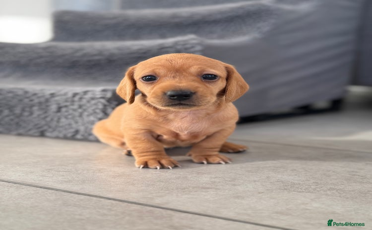 Miniature Dachshund dogs - Advert 3