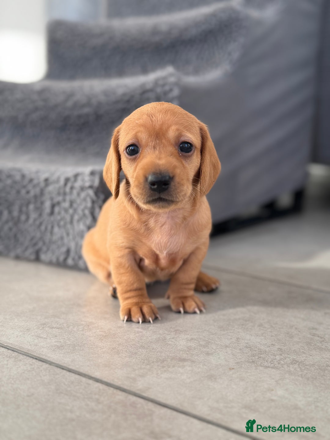 Miniature Dachshund dogs for sale: Smooth blonde miniature dachshund puppy  - Image 1
