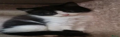 Maine Coon 7