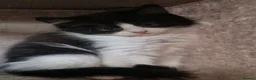 Maine Coon cats for sale: Mainecoon and mix maine coon - Advert 16