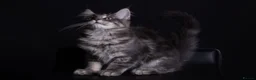 Maine Coon cats for sale: Pedigree maine coon kittens - Advert 12