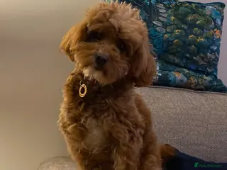 Cockapoo dogs Litter of cockerpoos due June 2026 - Advert 2