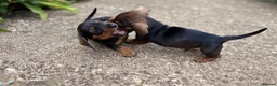 Miniature Dachshund dogs for sale: Miniature Daschunds - Advert 6