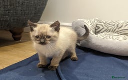Siamese cats for sale: Beautiful, gentle 2 year old cat for rehoming  - Image 2