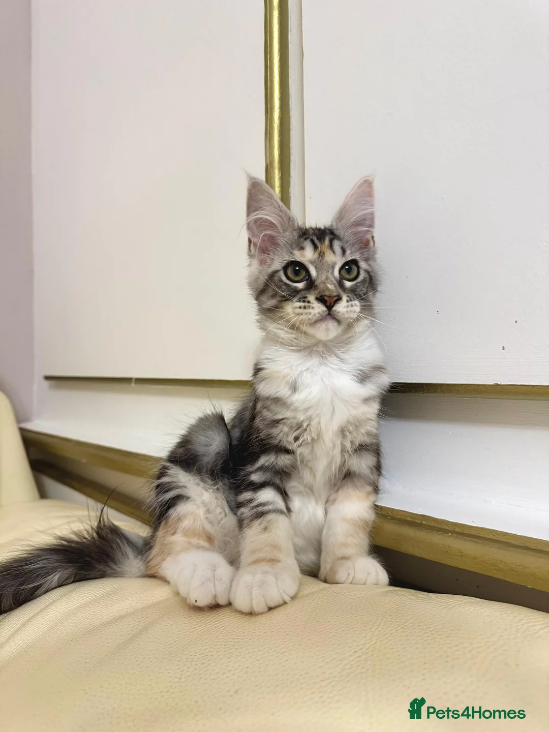 Maine Coon cats for sale: MaineCoonKitten🏆20+gen🧬Outstadning Full Pedigree - Advert 5