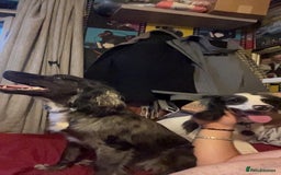 Cocker Spaniel dogs for sale: 2 Male Merle Cocker Spaniels - Image 7
