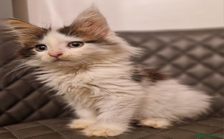 Mixed Breed cats - Advert 7