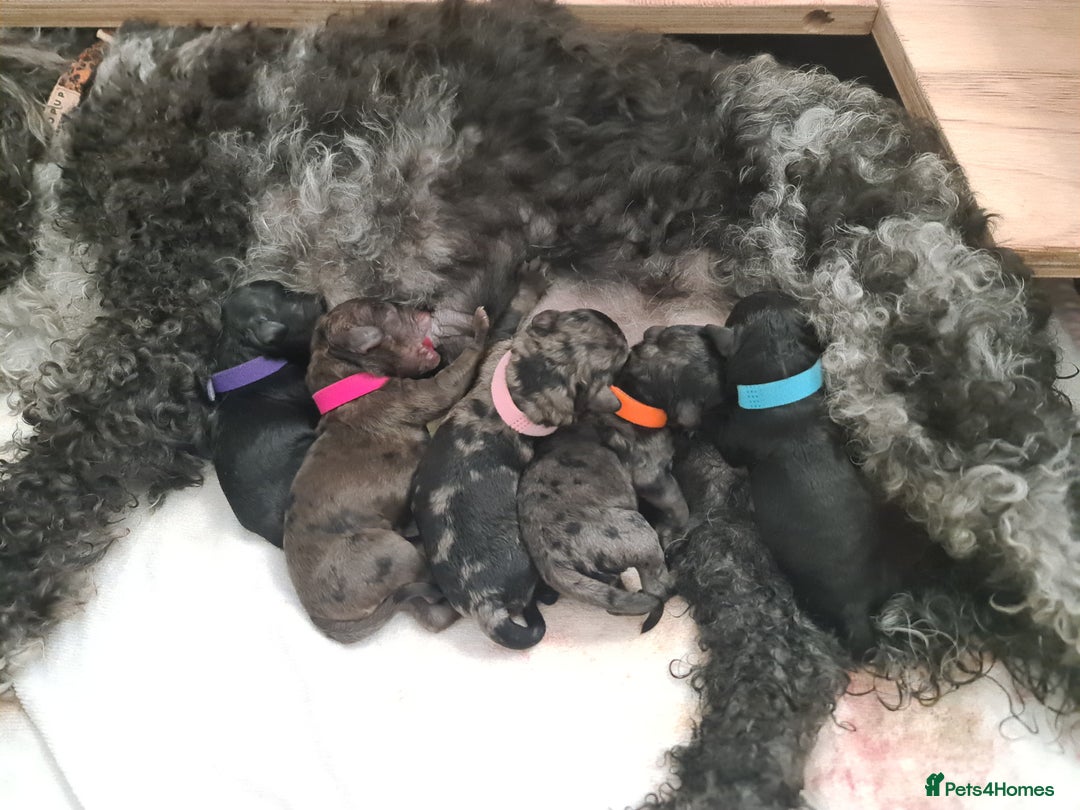 Cockapoo dogs for sale: ADORABLE F2B COCKAPOO PUPPIES 🐶 😍  - Image 1