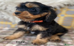 Cavapoo dogs for sale: Black and Tan Cavapoos - Image 4