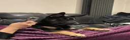 Mixed Breed dogs for sale: Stunning Shepherd Puppies Parents Can Be Seen - Advert 11
