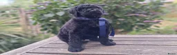 Standard Poodle dogs for sale: Six Standard Poodle Pups, KC Reg Champion Pedigree - Advert 3