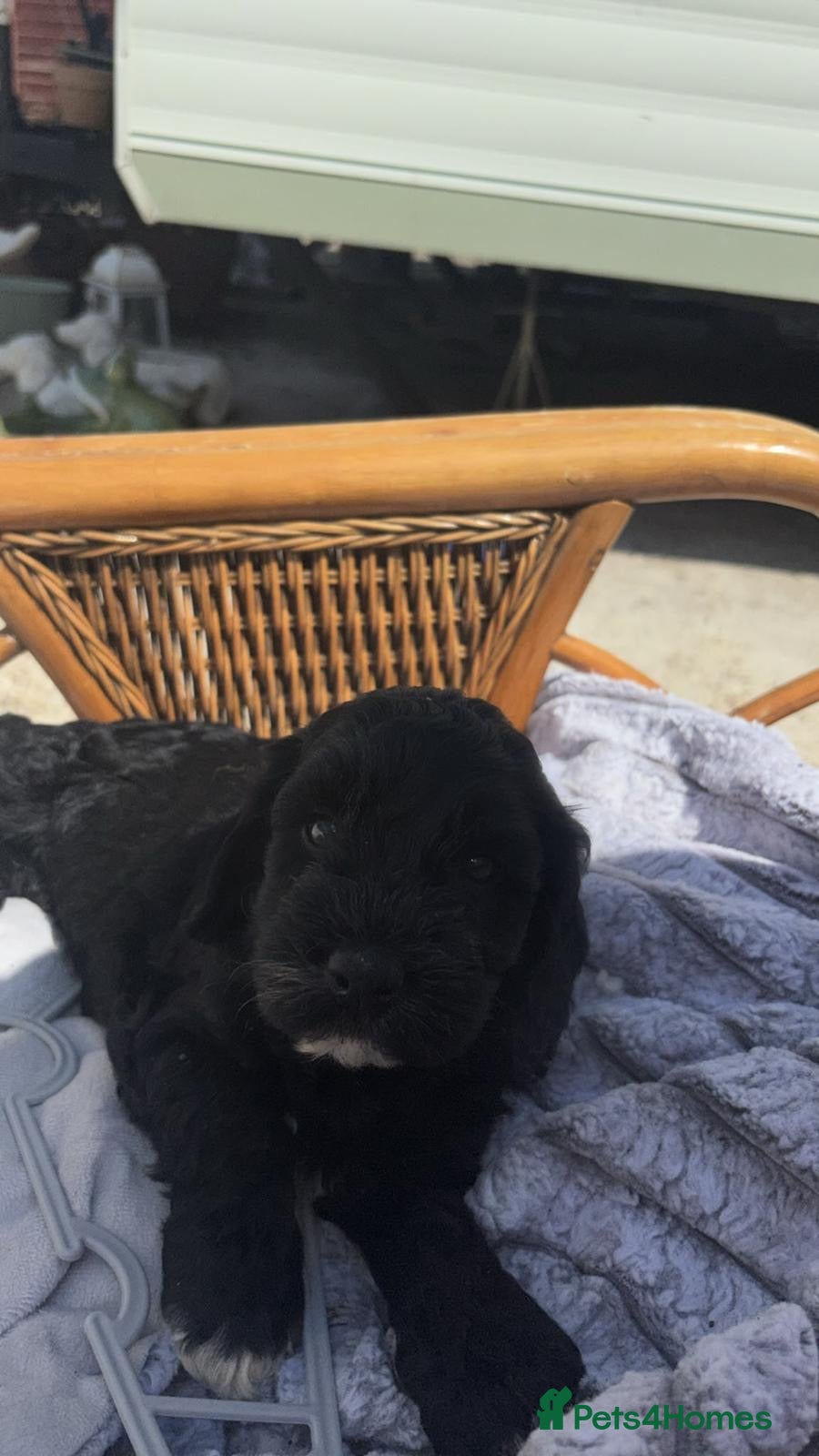 Cavapoo dogs F1 b cavapoo health tested 2  available  - Advert 3