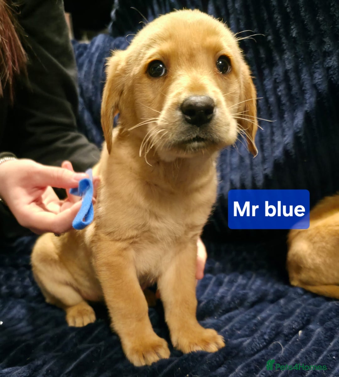 Labrador Retriever dogs for sale: Golden Labrador puppies  - Image 20