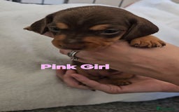 Miniature Dachshund dogs for sale: 4 week old Miniature Dachshunds - Image 10