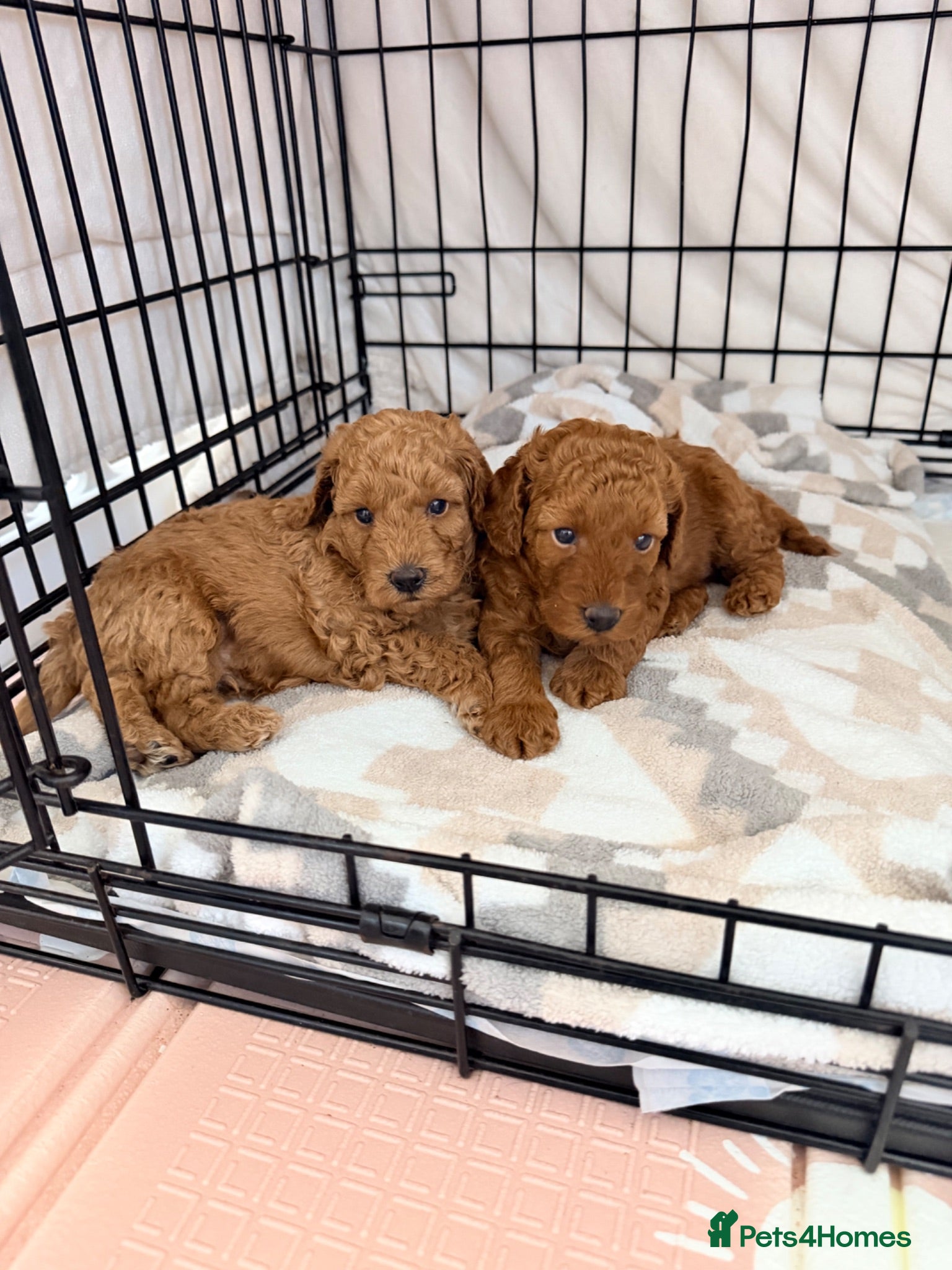 Labradoodle dogs 🌟 5 star 🌟 F1B labradoodle puppies  - Advert 16