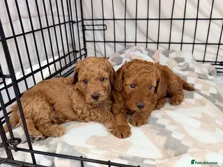 Labradoodle dogs 🌟 5 star 🌟 F1B miniature labradoodle puppies - Advert 1