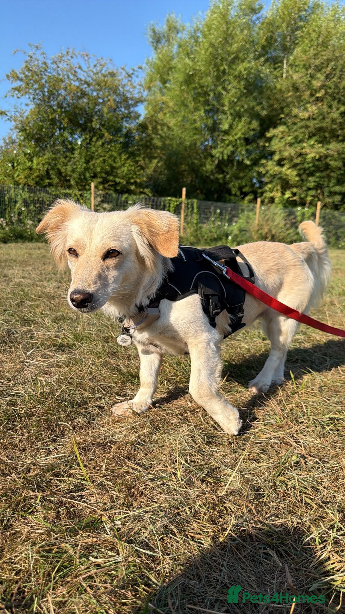 Mixed Breed dogs 🌸 Hattie – A Little Scamp Looking for Love - Advert 17