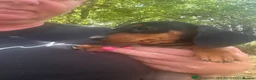 Dachshund dogs for sale: 6 Beautiful Dachshund Puppies 🐾🐶 - Advert 4