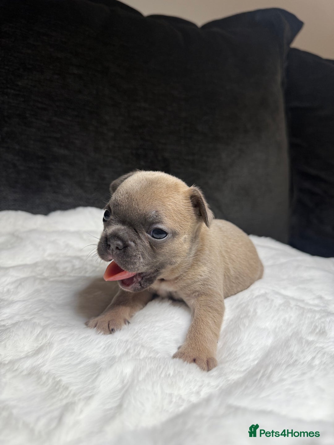 French Bulldog dogs for sale: French Bulldog puppies - Advert 16