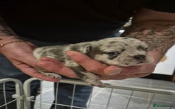 French Bulldog dogs for sale: 3 female french bulldogs - Advert 28